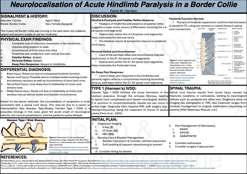 Neurolocalization Poster - Acute Hindlimb Paralysis in a Border Collie